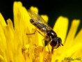 /album/diptera/mosca-de-las-flores-toxomerus-politus-jpg/